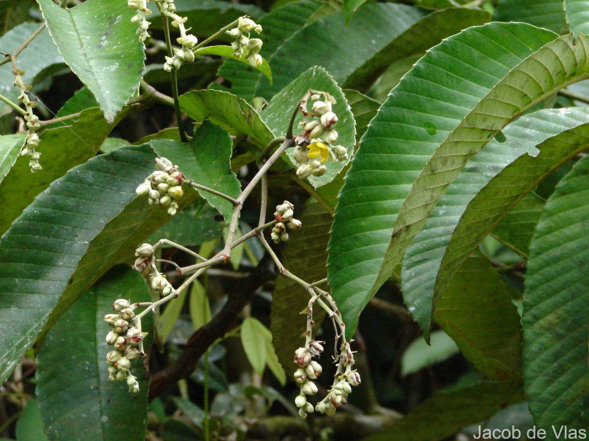 Schumacheria castaneifolia Vahl